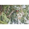 Afbeeldingen van MILWAUKEE Accu stokzaag telescopisch M18FTPS30-0 18V 30CM BODY